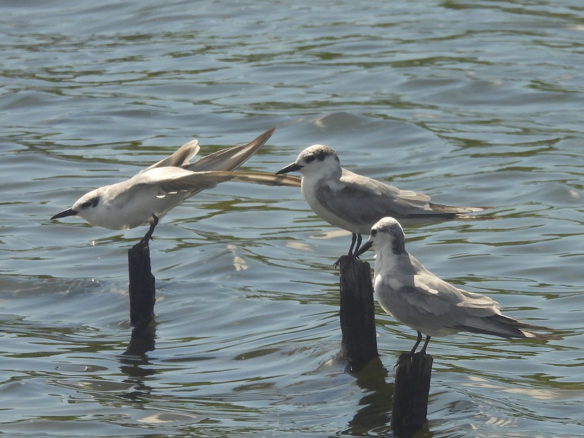שחפית עבת-מקור - ML646823191
