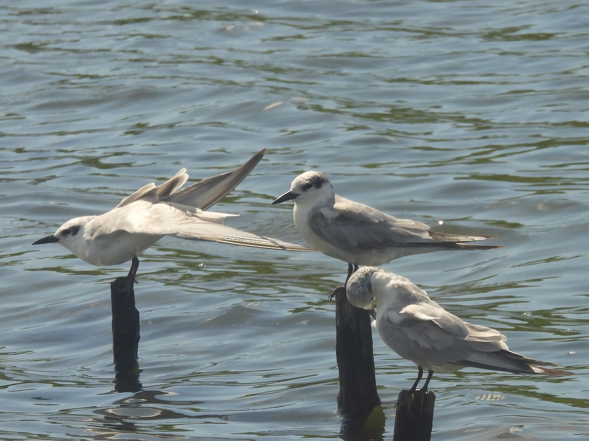 שחפית עבת-מקור - ML646823193