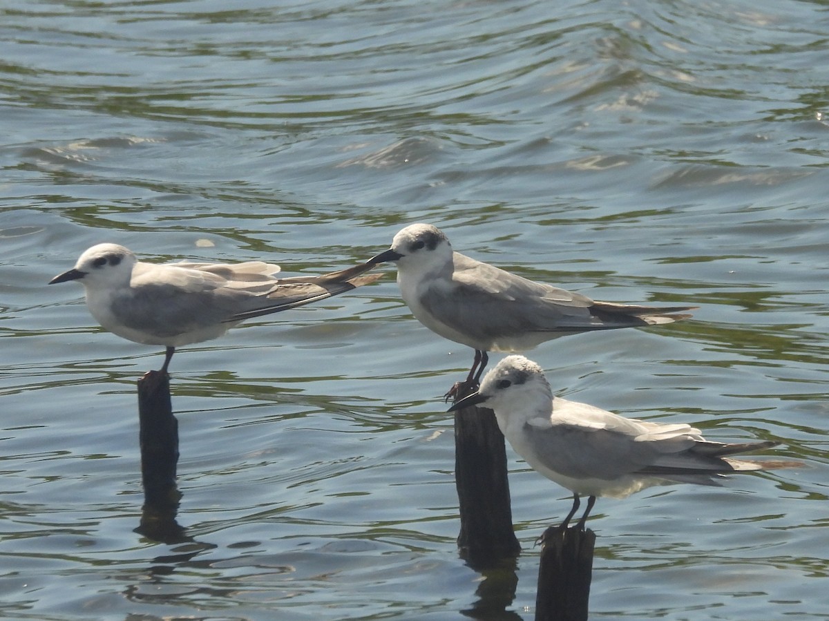 שחפית עבת-מקור - ML646823194