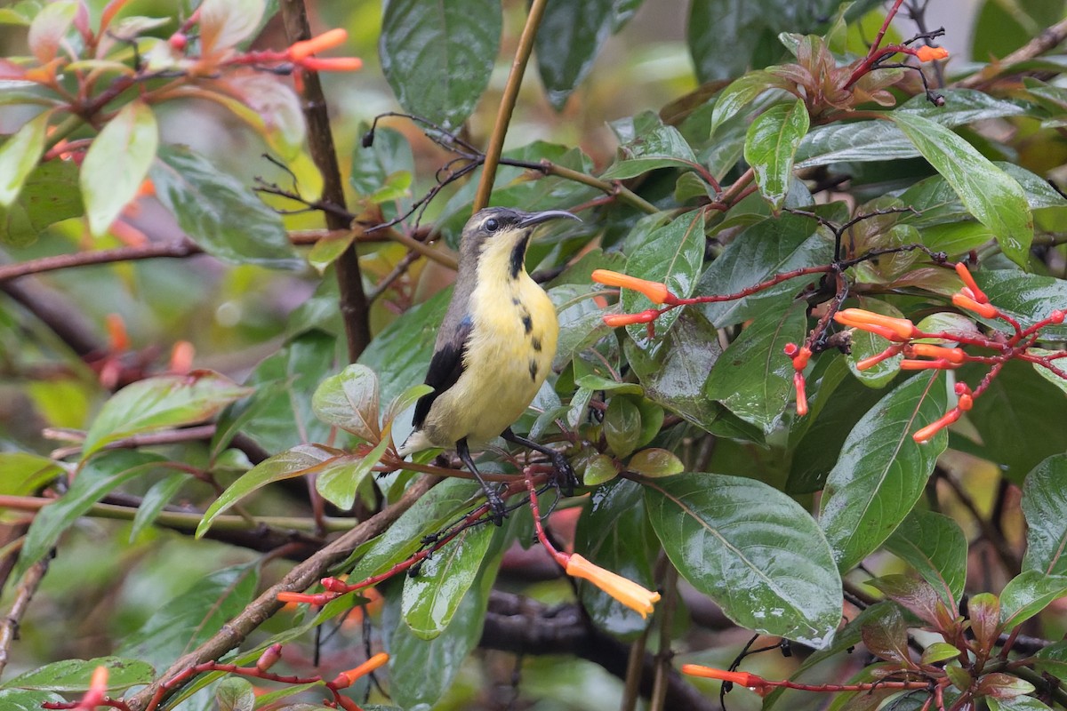 purpursolfugl - ML646823197