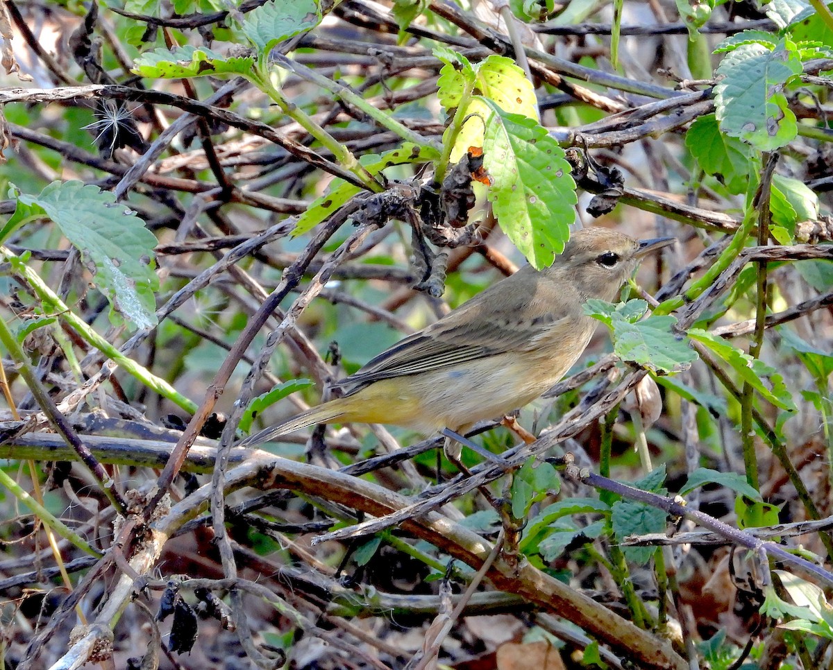 Palm Warbler - ML646823198