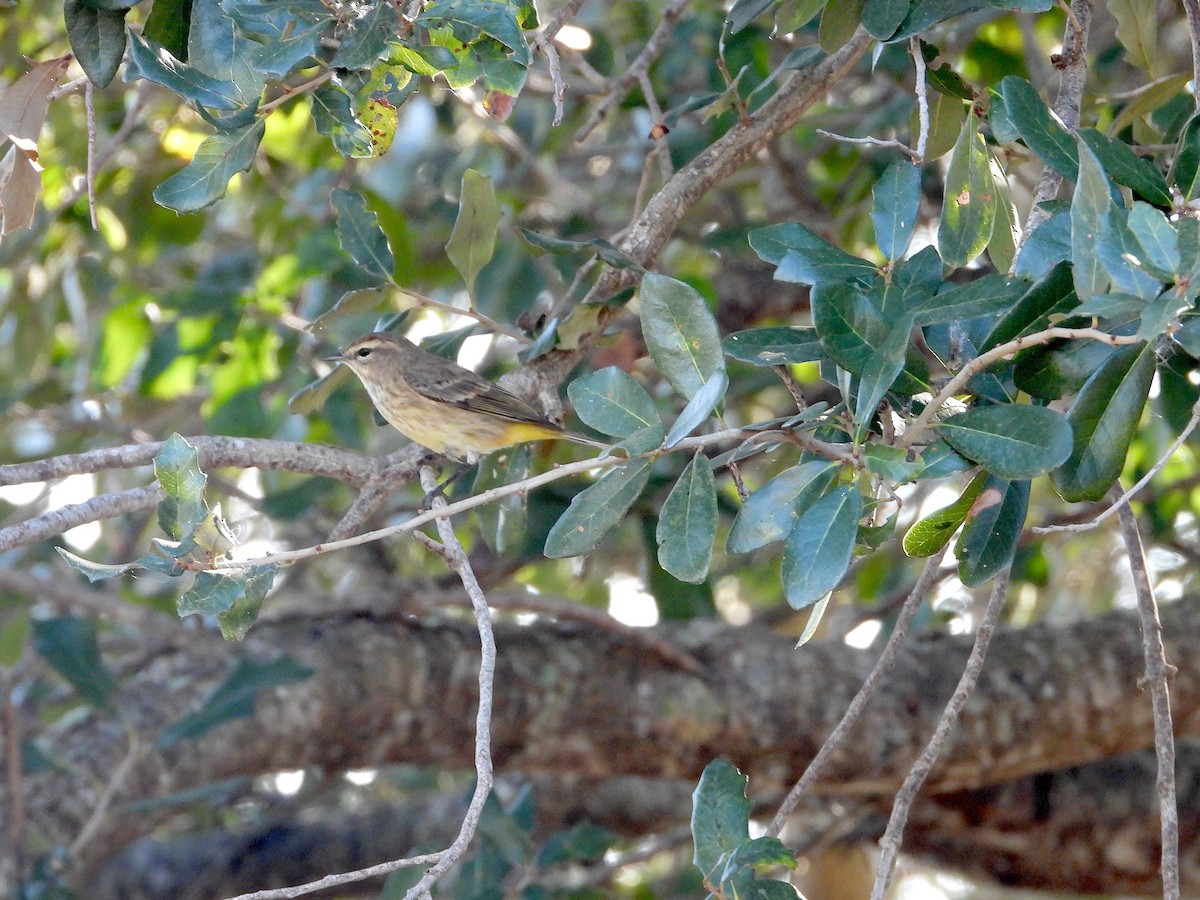 Palm Warbler - ML646823199