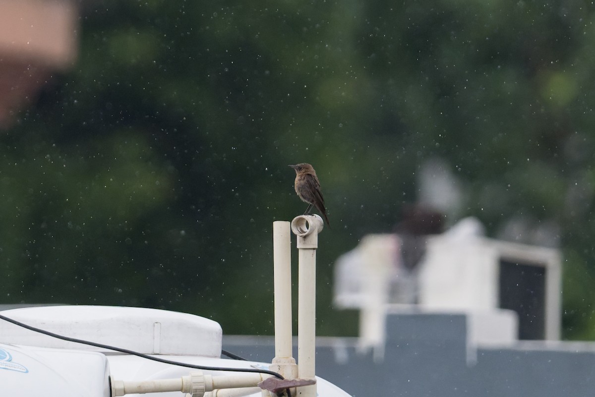 brunskvett - ML646823200