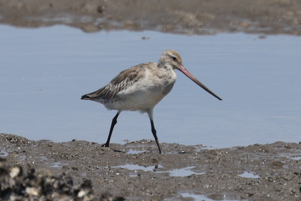 Barge rousse (groupe baueri) - ML646823201