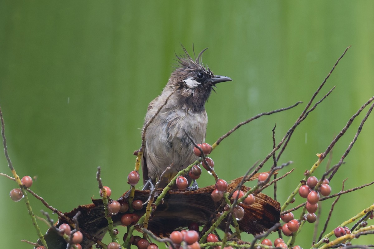 himalayabylbyl - ML646823202