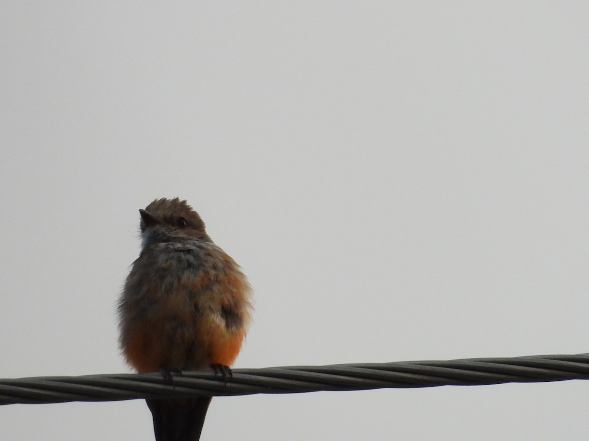 Vermilion Flycatcher - ML646823203