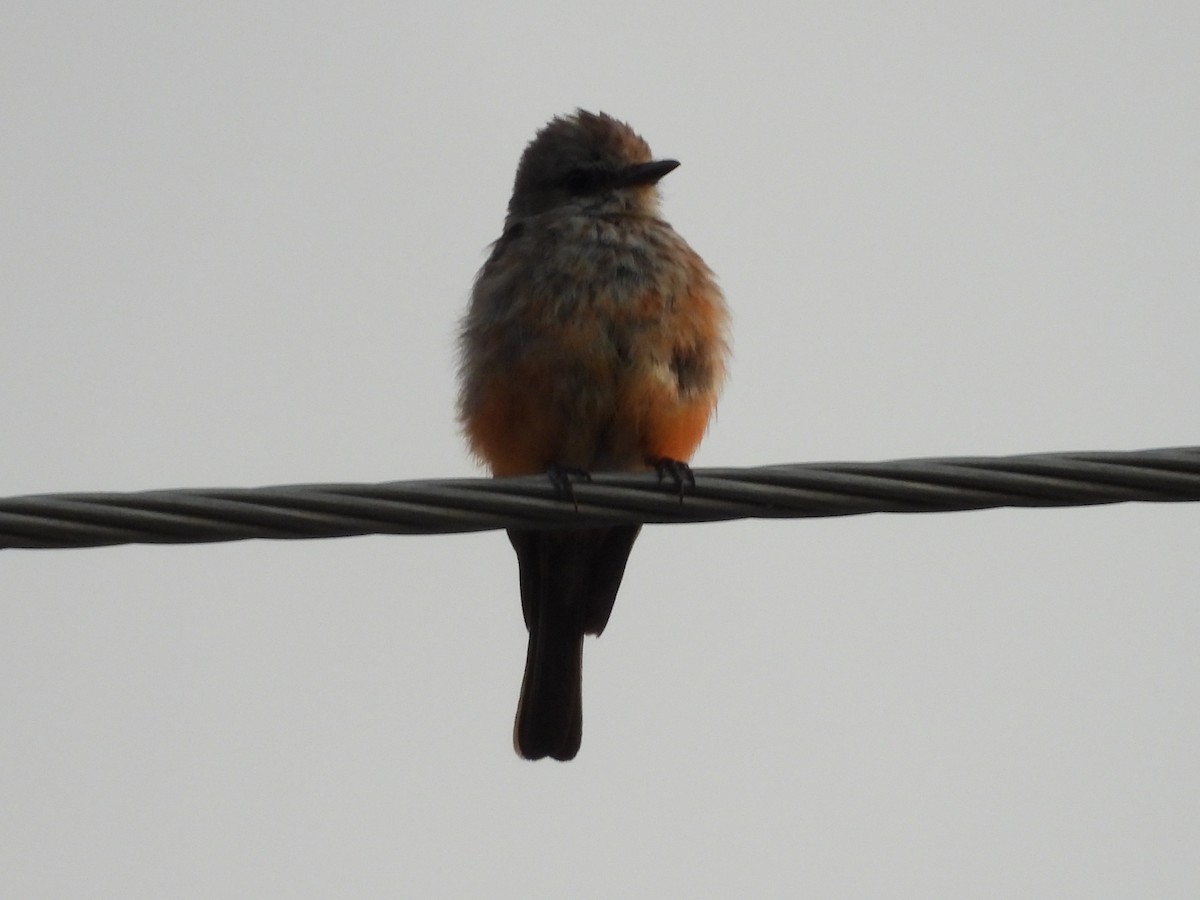 Vermilion Flycatcher - ML646823204