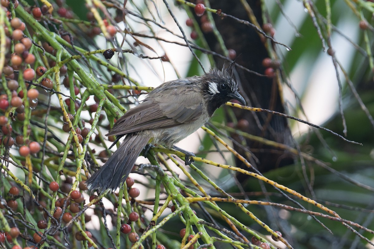 himalayabylbyl - ML646823205