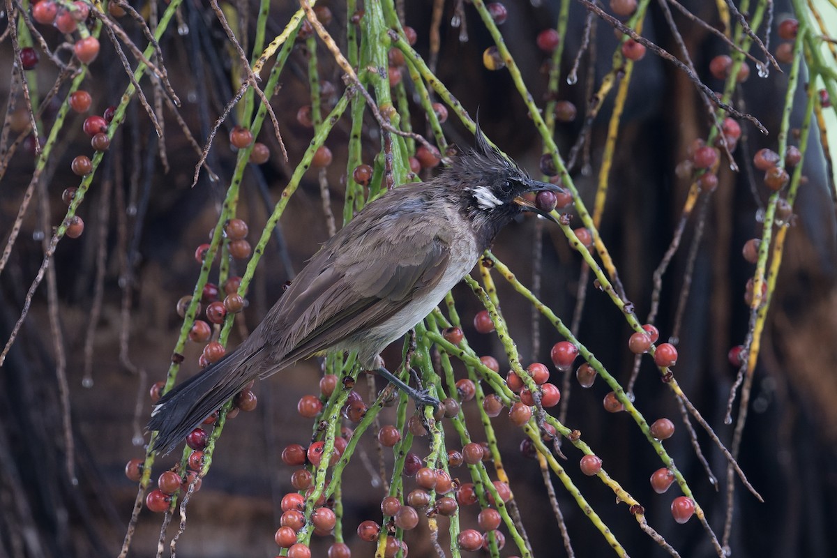 himalayabylbyl - ML646823206