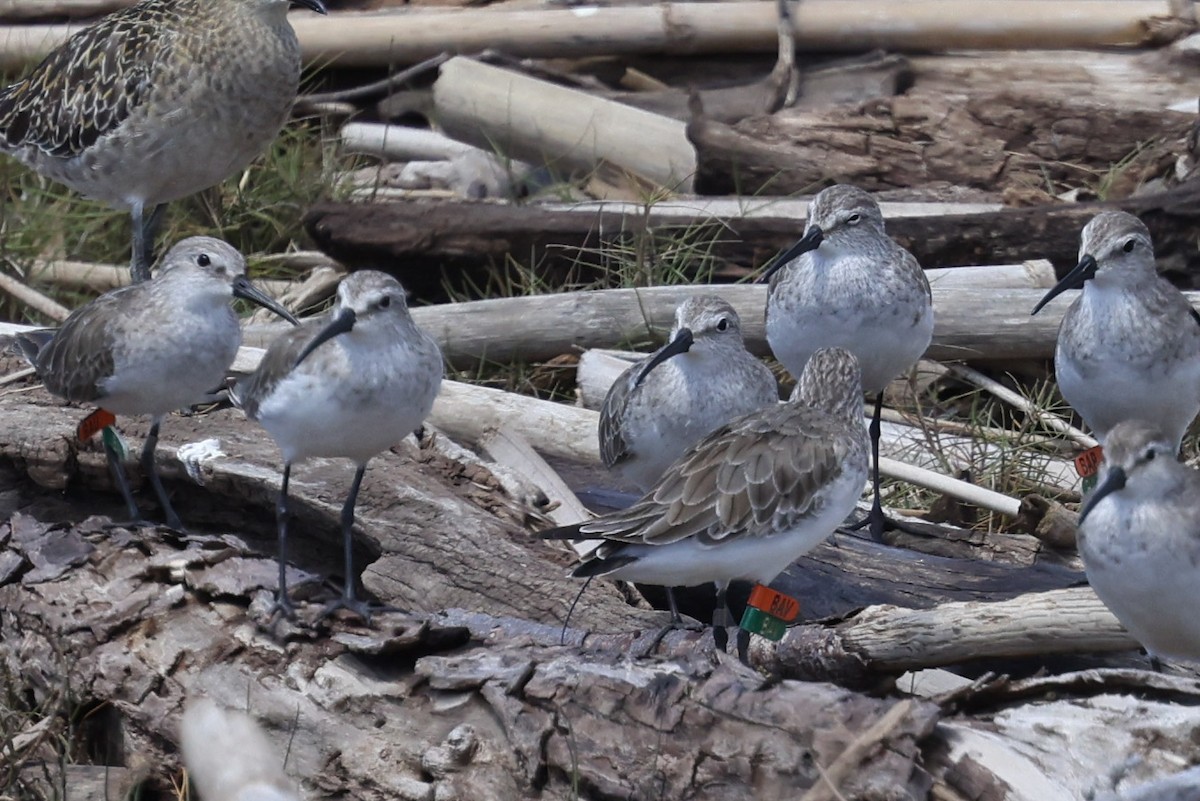 Piovanello comune - ML646823207