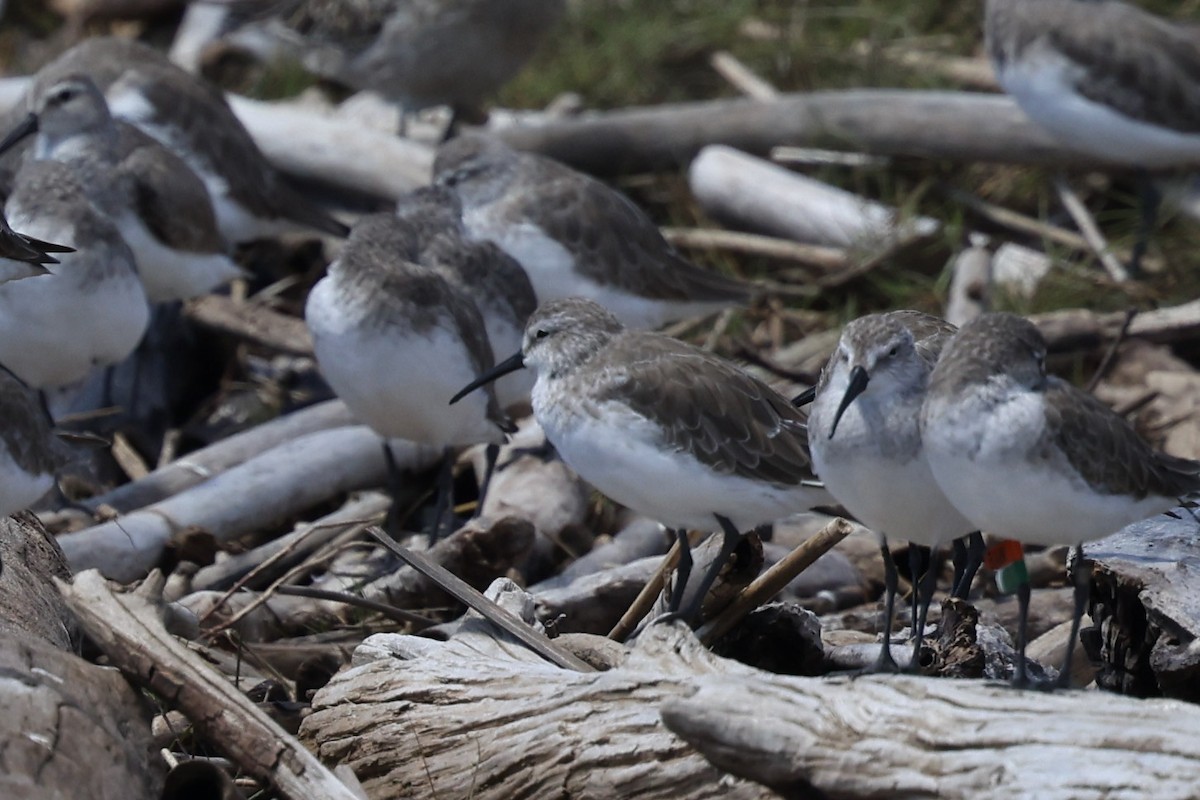 Piovanello comune - ML646823208