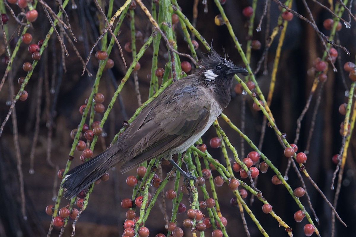 himalayabylbyl - ML646823209