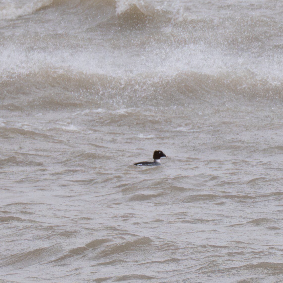 Schellente - ML646823214