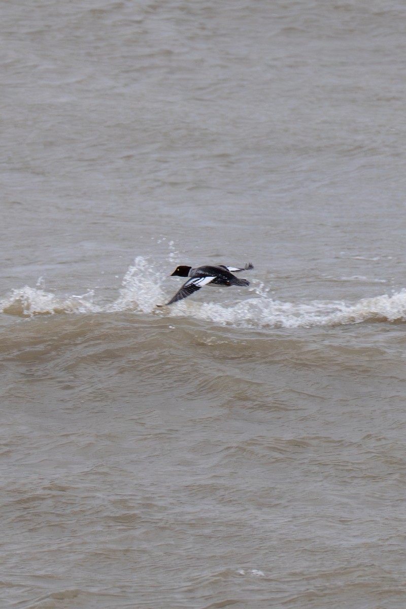 Schellente - ML646823215