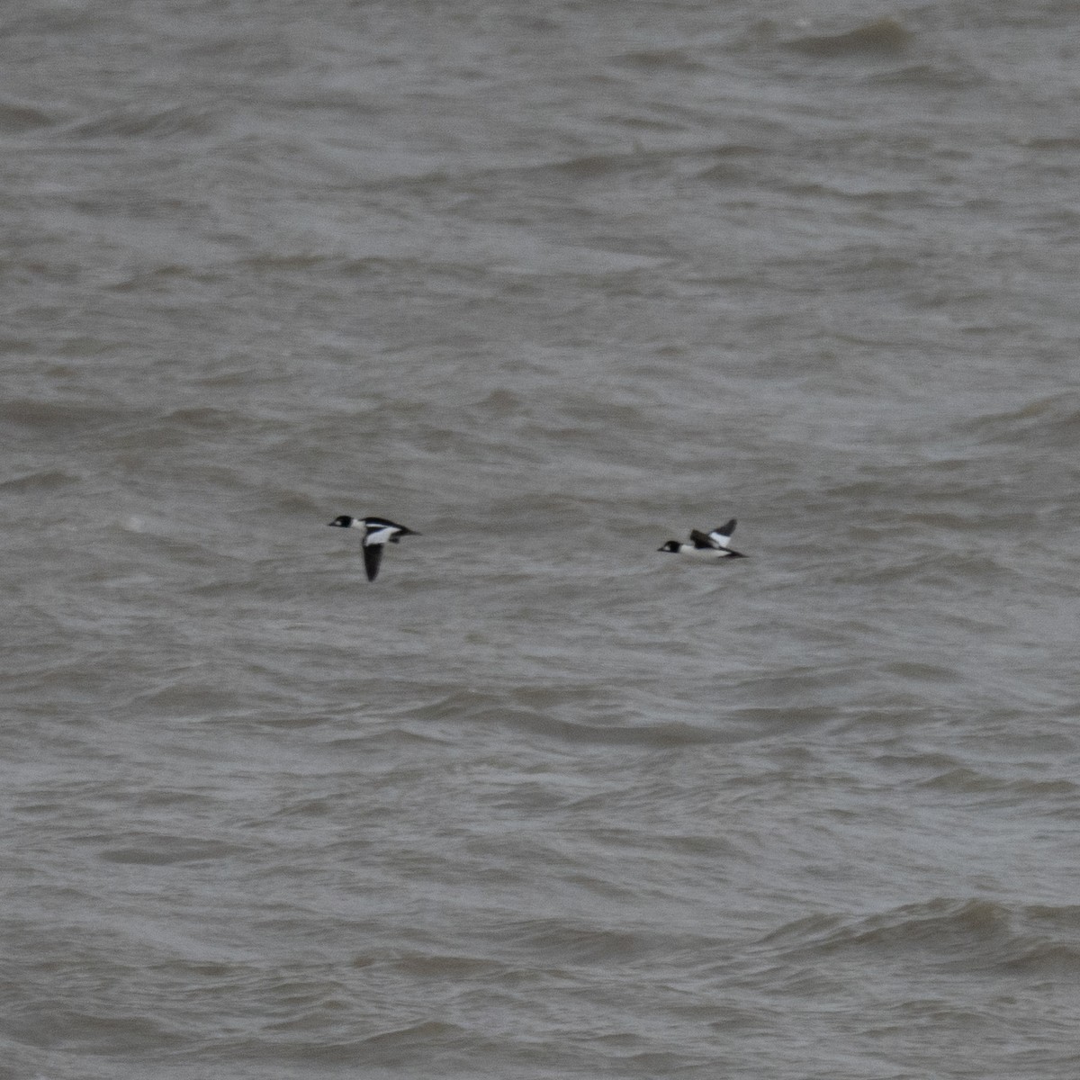 Schellente - ML646823216