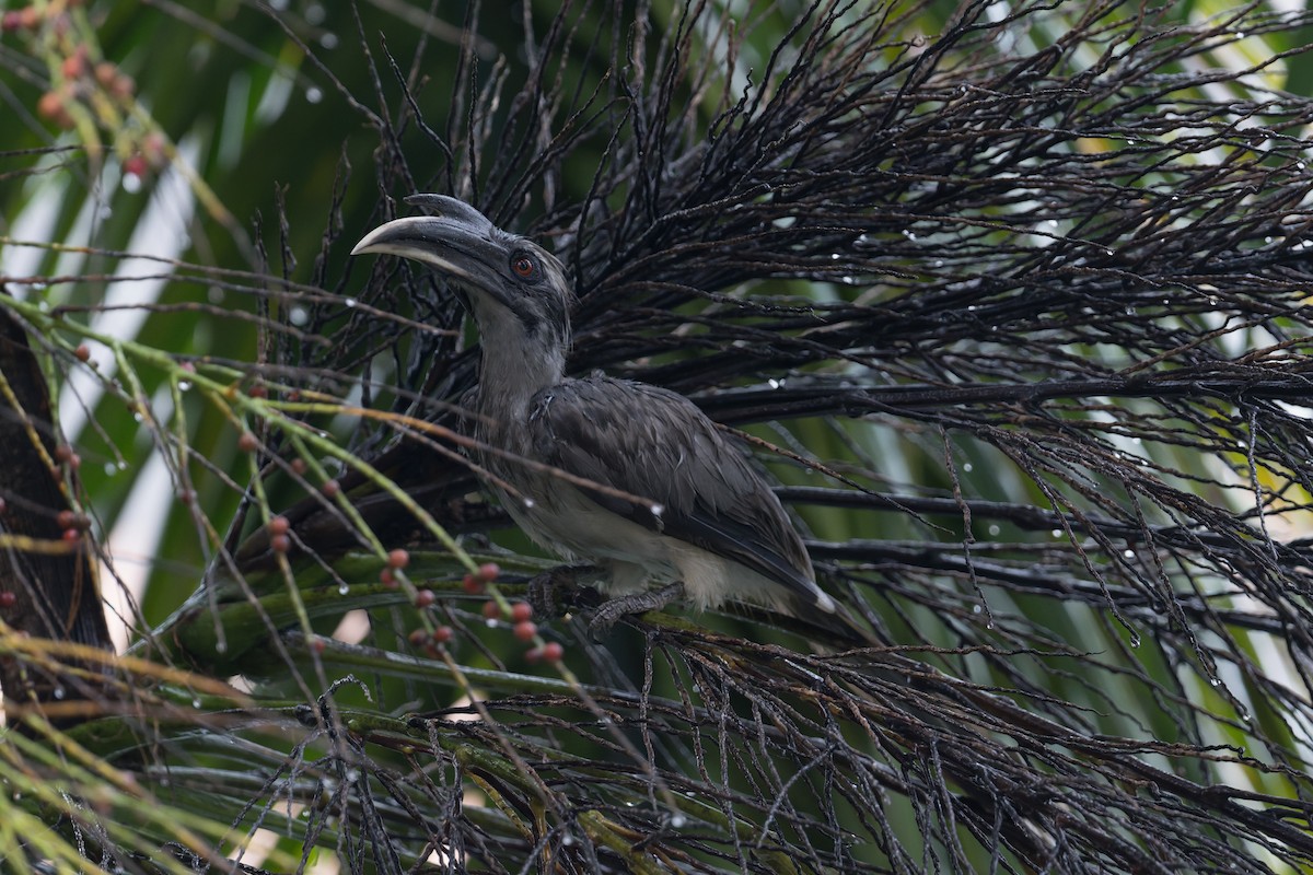 indiahornfugl - ML646823217