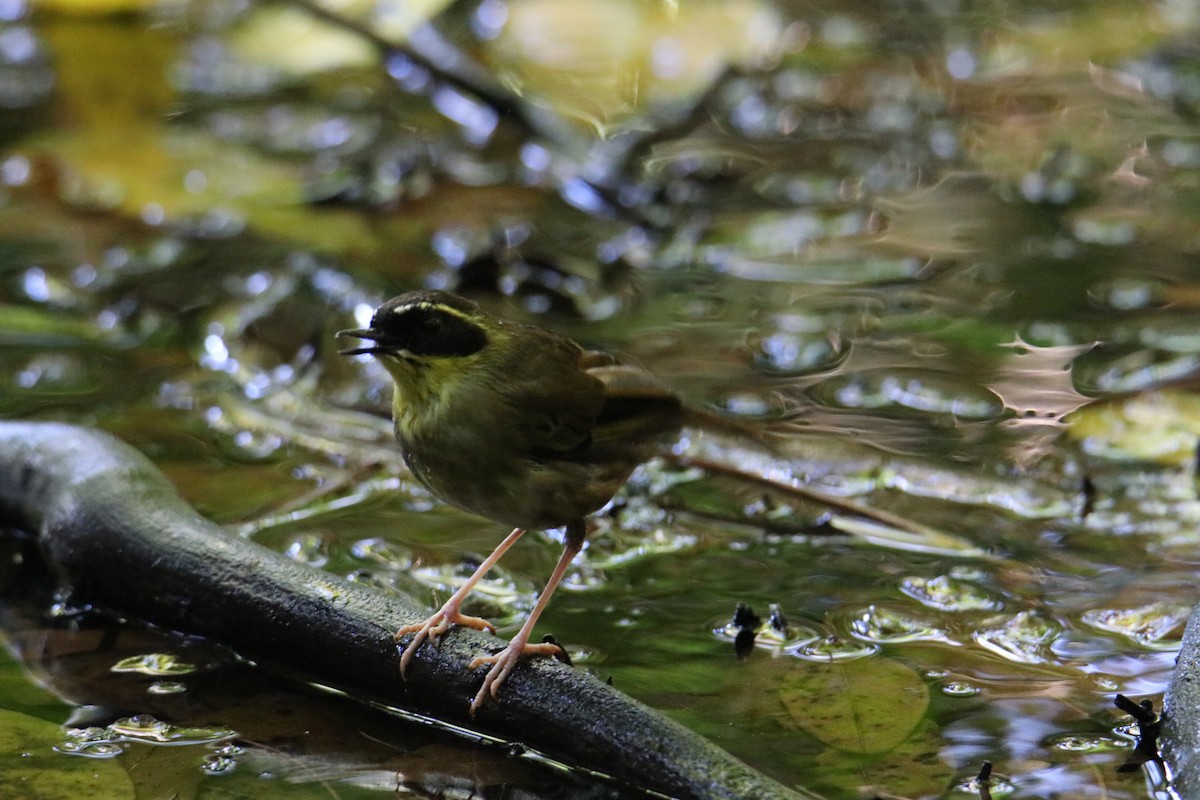 Yellow-throated Scrubwren - ML646823218
