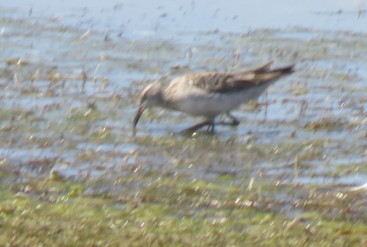 Sharp-tailed Sandpiper - ML646823219