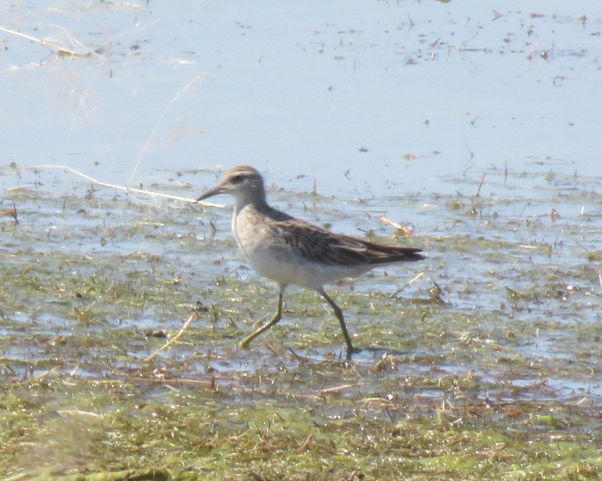 Sharp-tailed Sandpiper - ML646823220