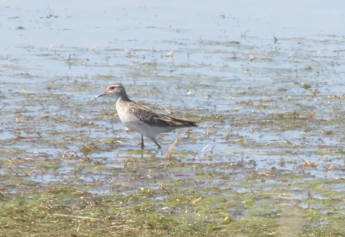 Sharp-tailed Sandpiper - ML646823221