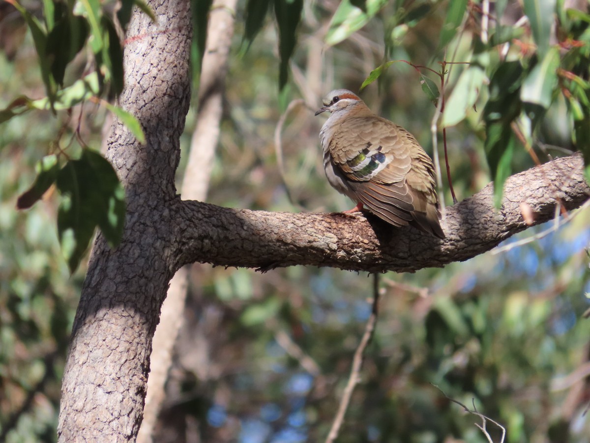 Colombine élégante - ML646823223