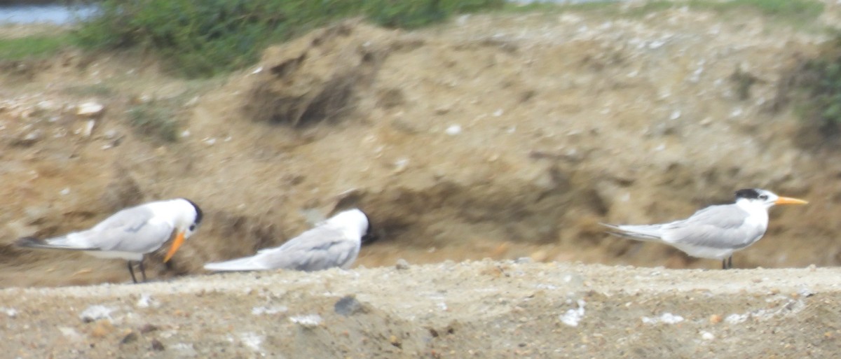 Tepeli Sumru - ML646823226