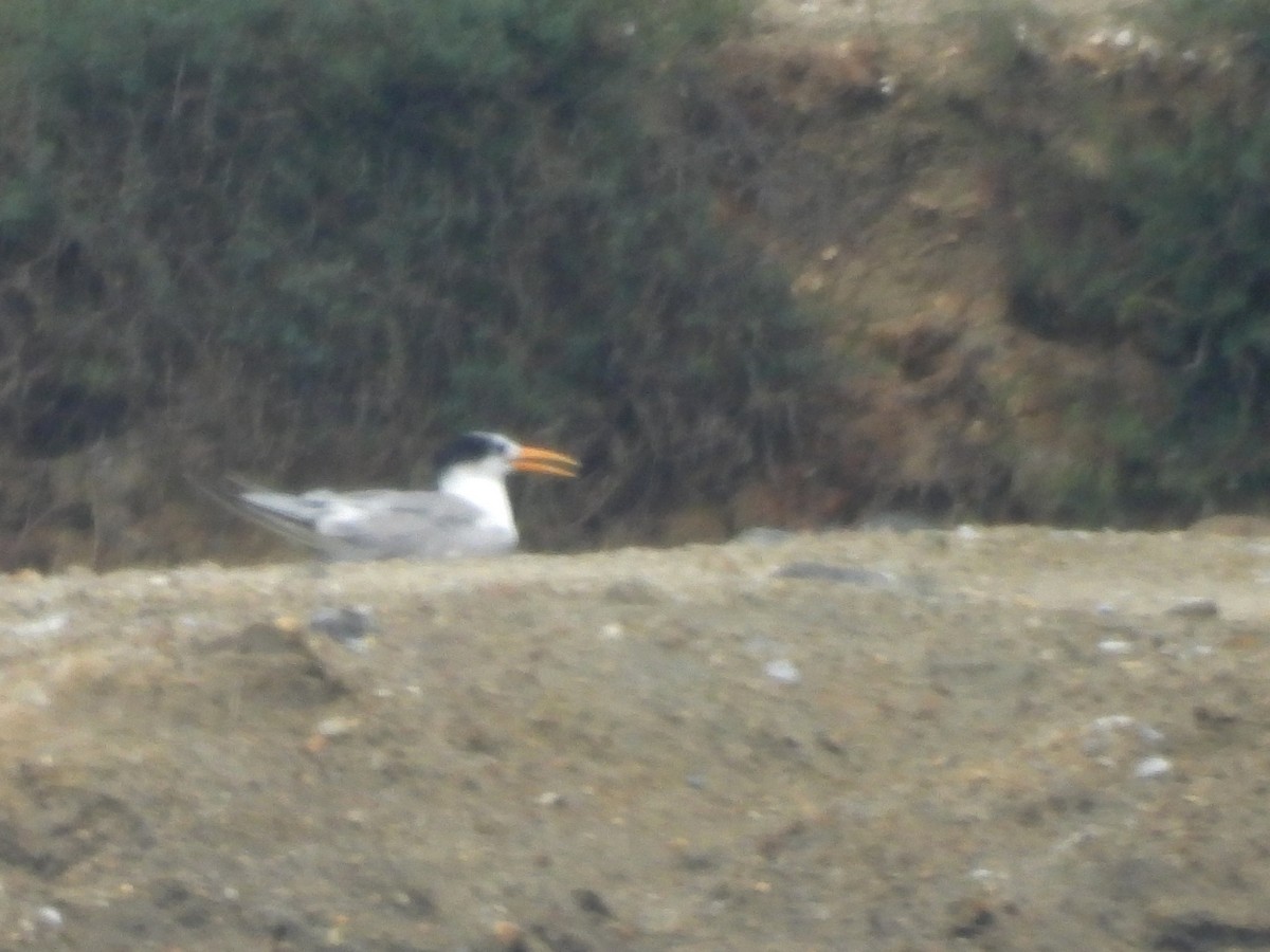 Tepeli Sumru - ML646823227