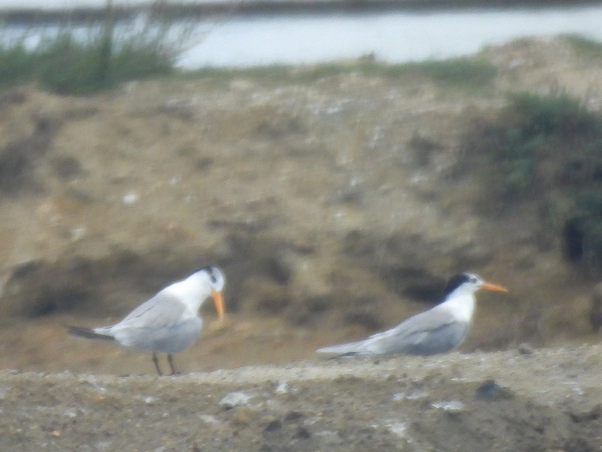 Tepeli Sumru - ML646823228