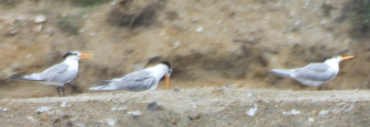 Tepeli Sumru - ML646823229