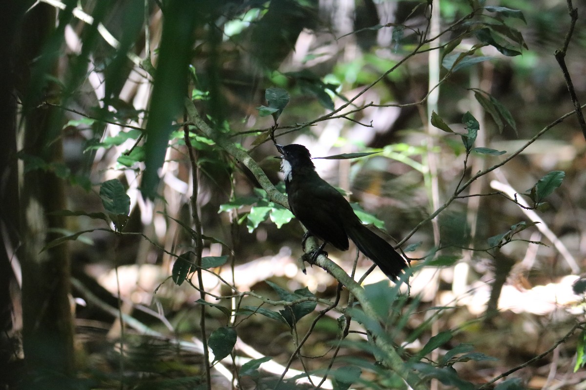 Eastern Whipbird - ML646823230