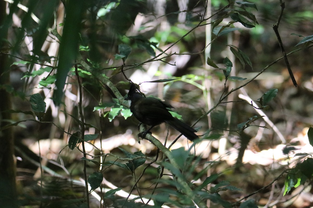 Eastern Whipbird - ML646823231