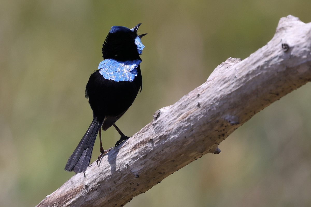 Superb Fairywren - ML646823236