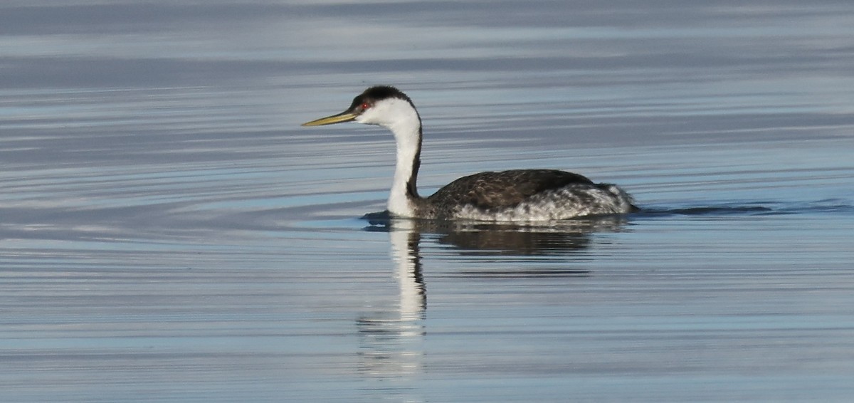 Западная поганка - ML646823238