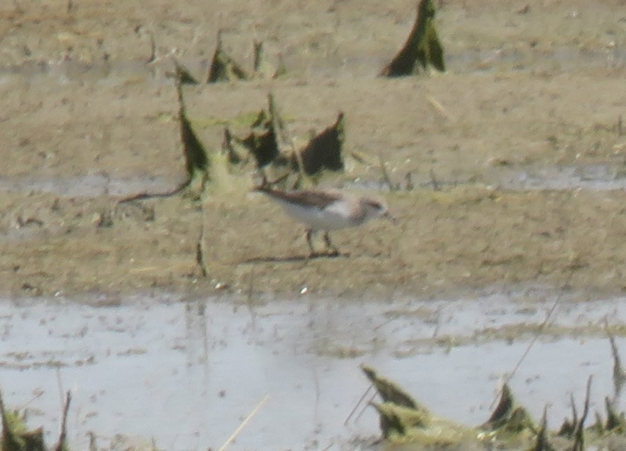 紅胸濱鷸 - ML646823240