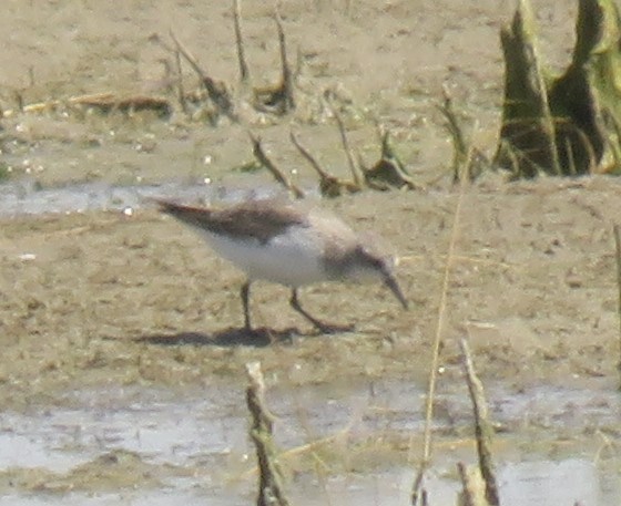 紅胸濱鷸 - ML646823241