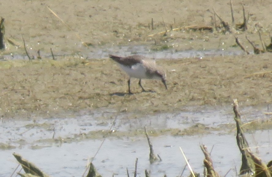 紅胸濱鷸 - ML646823242