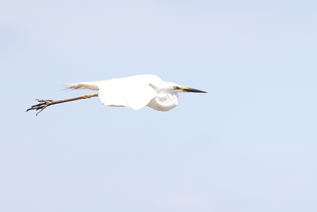 Aigrette garzette (immaculata) - ML646823245