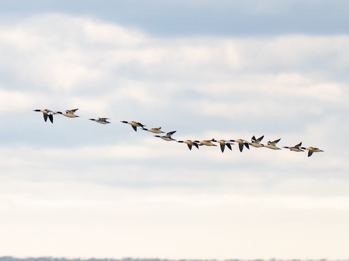 Gänsesäger (americanus) - ML646823247