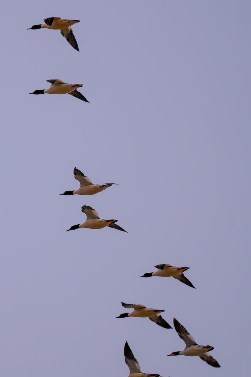 Gänsesäger (americanus) - ML646823248