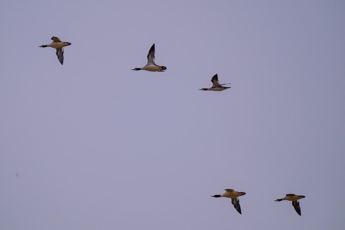 Gänsesäger (americanus) - ML646823249