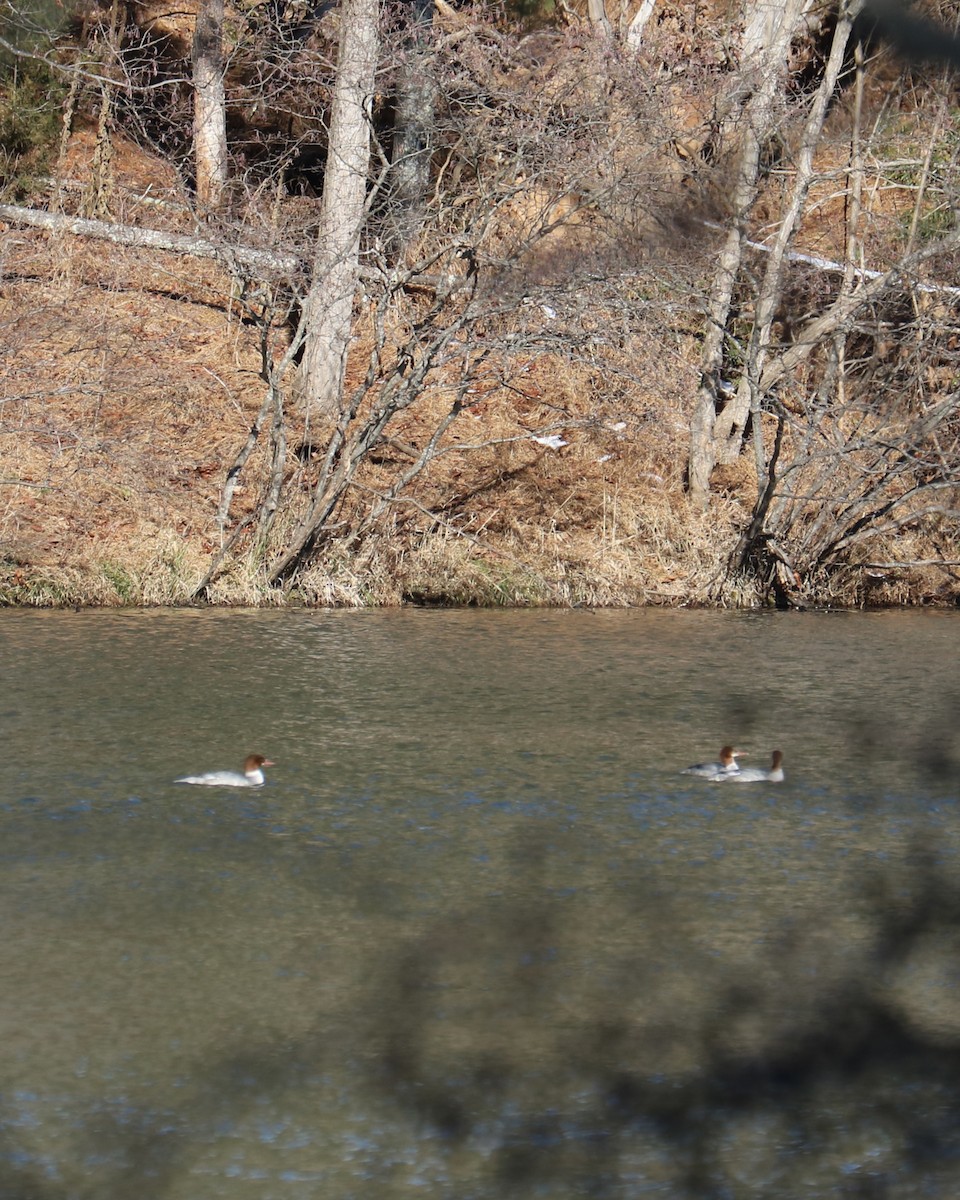 Common Merganser - ML646823252
