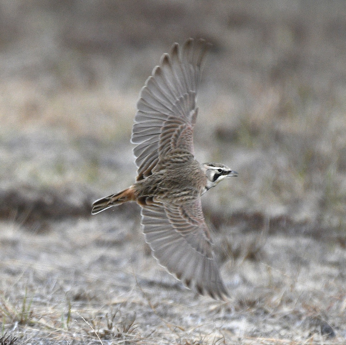 Horned Lark - ML646823253