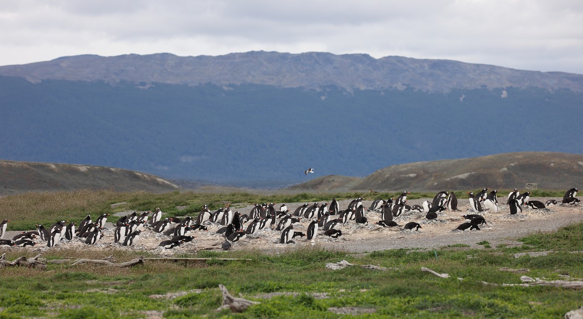 Gentoo Penguin - ML646823254