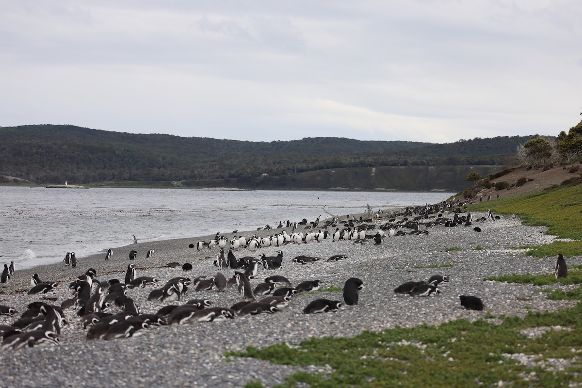 Magellanpinguin - ML646823255