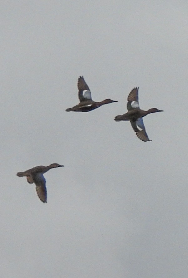 Canard d'Amérique - ML646823256