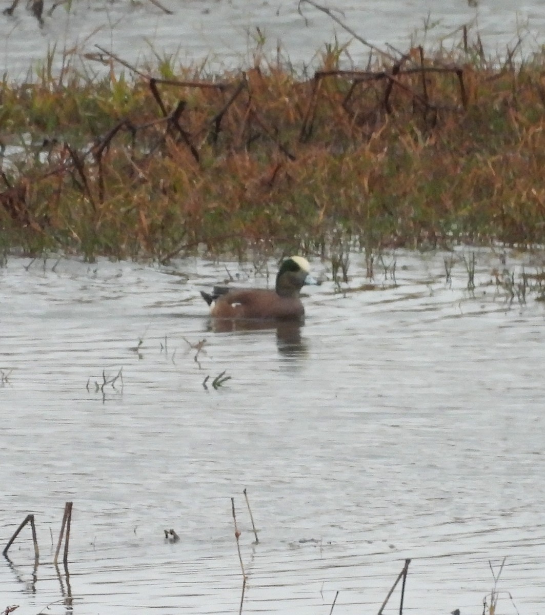 Canard d'Amérique - ML646823257