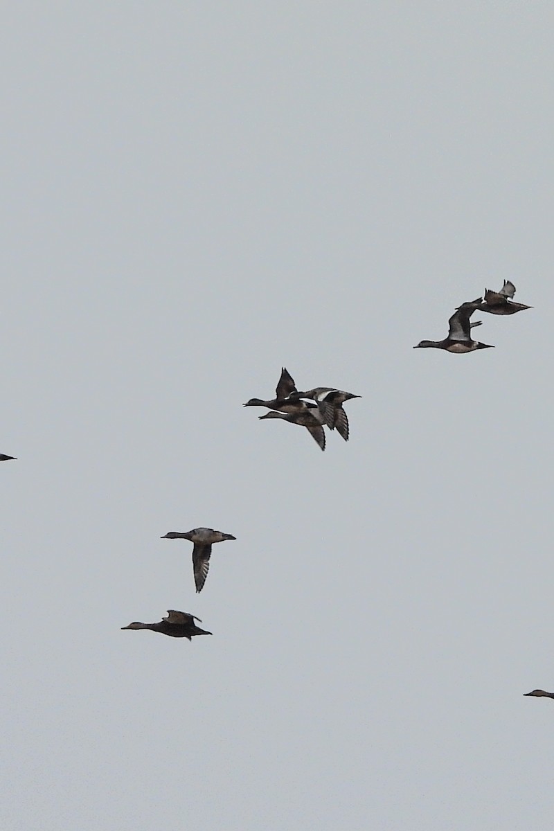 Canard d'Amérique - ML646823258