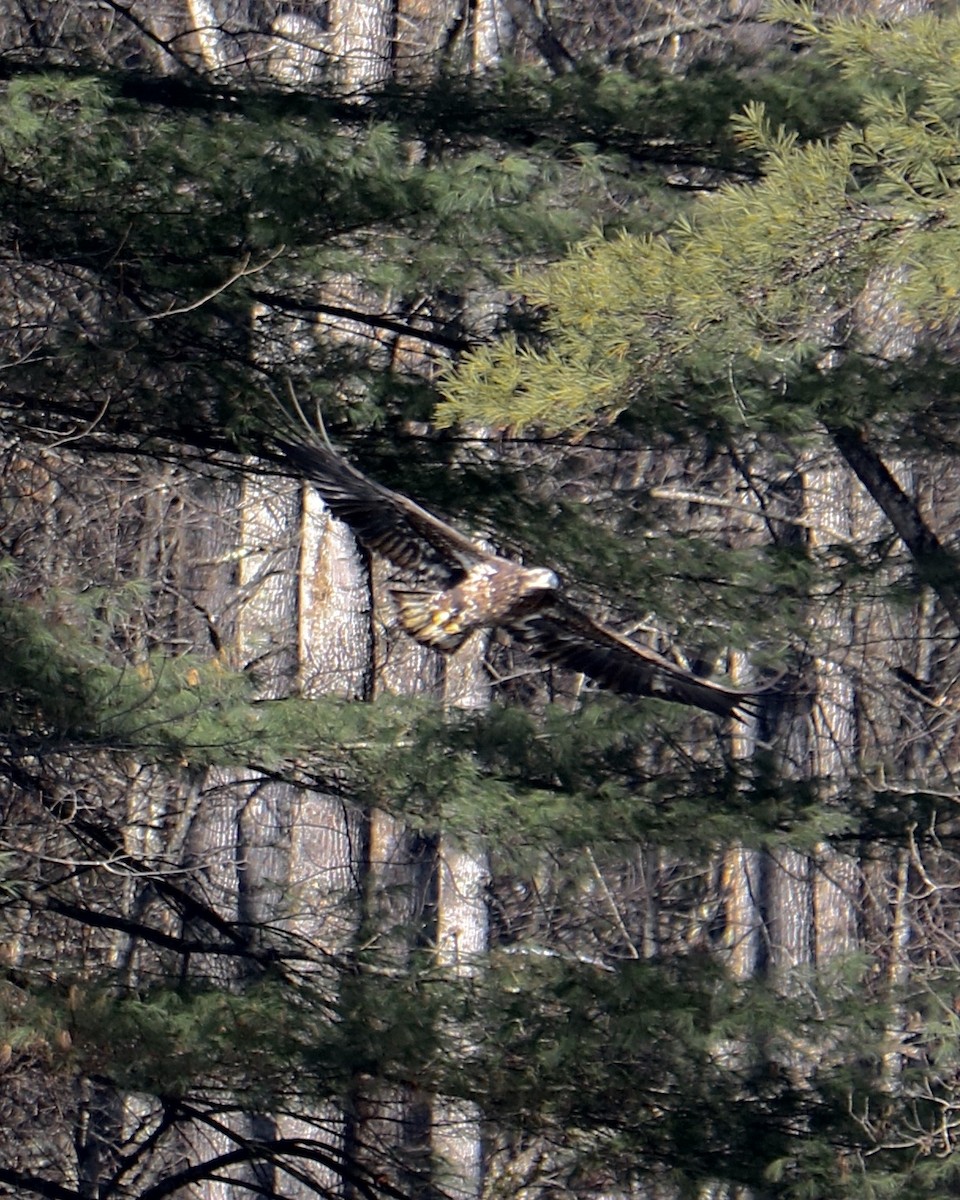 Bald Eagle - ML646823263