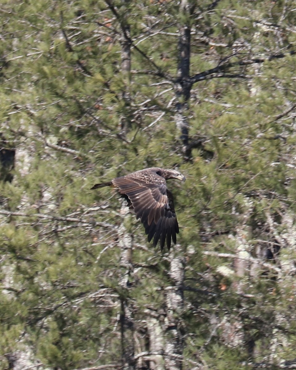 Bald Eagle - ML646823264