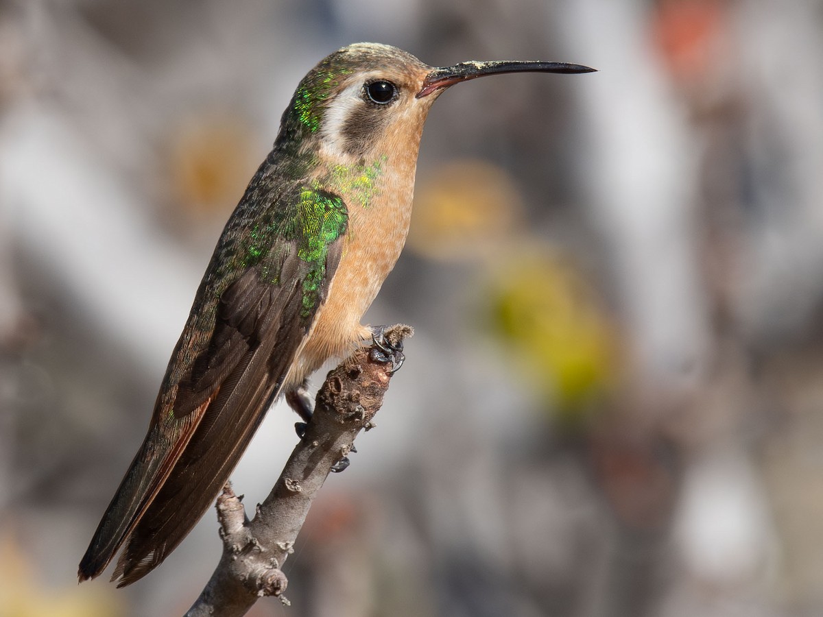 Colibrí de Xantus - ML646823270